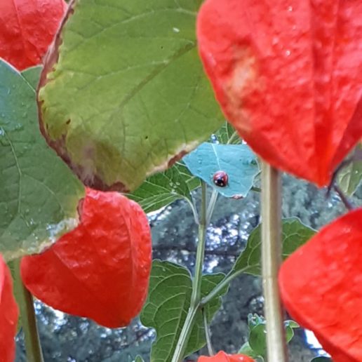 coccinellaw
